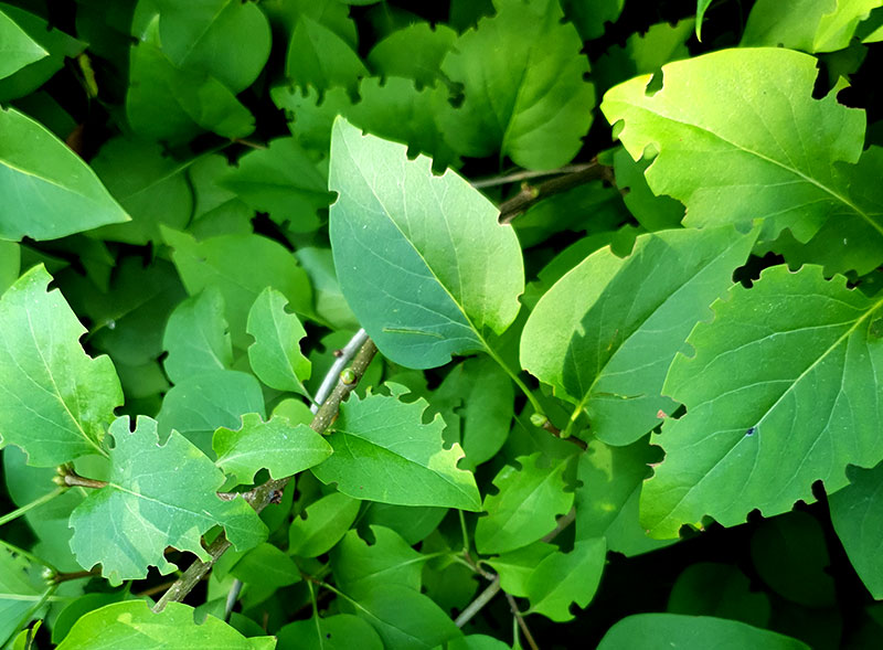 Syrenbuske med blad uppätna av öronvivel